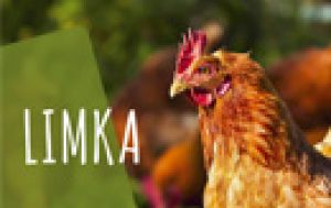 LIMKA - Nowa, wolnorosnąca rasa kurczaka ekologicznego.